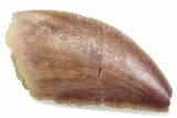 Serrated Raptor Tooth - Real Dinosaur Tooth #376480-1